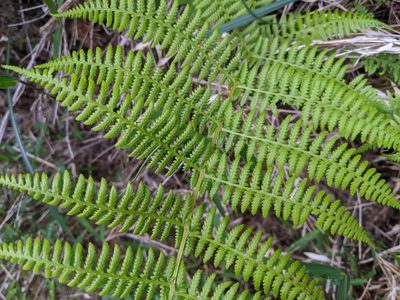 Athyrium oppositipennum, photographed by Cheng-Te Hsu