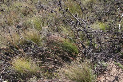 Restio filiformis, photographed by Tony Rebelo