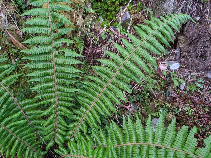 Dryopteris zayuensis, photographed by Cheng-Te Hsu