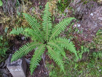 Dryopteris zayuensis, photographed by Cheng-Te Hsu
