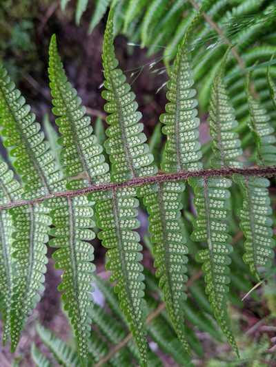 Dryopteris zayuensis, photographed by Cheng-Te Hsu