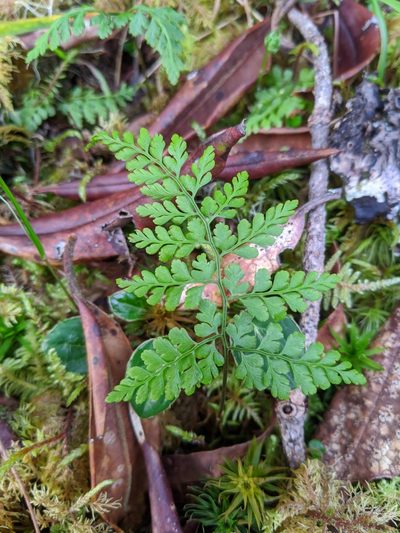 Cystopteris moupinensis, photographed by Cheng-Te Hsu