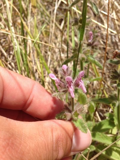 Stachys ajugoides, photographed by Adam J. Searcy