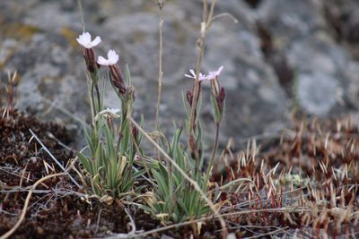 Silene involucrata, photographed by Suzanne Carriere
