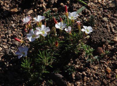 Oxalis tenuifolia, photographed by Tony Rebelo