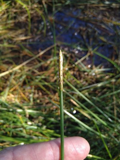 Eleocharis dulcis, photographed by Tony van Kampen