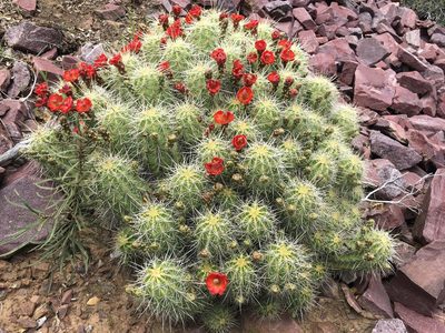 Echinocereus yavapaiensis, photographed by marek
