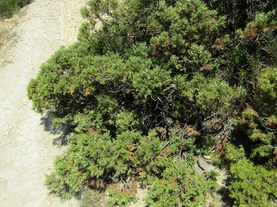 Juniperus excelsa, photographed by Andrew Bazdyrev