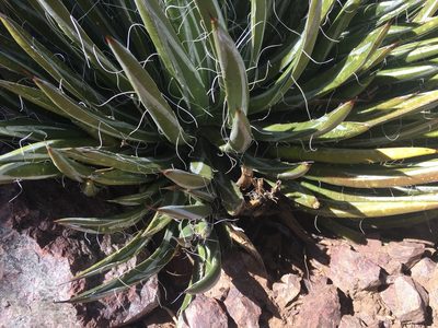 Agave toumeyana, photographed by marek