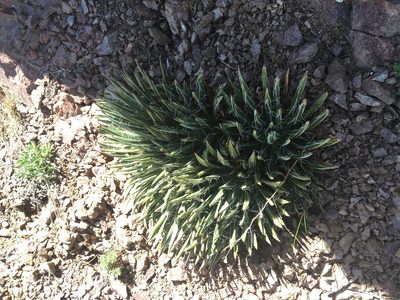 Agave toumeyana, photographed by marek