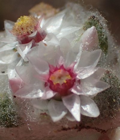 Helichrysum argyrosphaerum, photographed by Nicola van Berkel