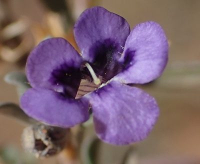 Peliostomum leucorrhizum, photographed by Nicola van Berkel