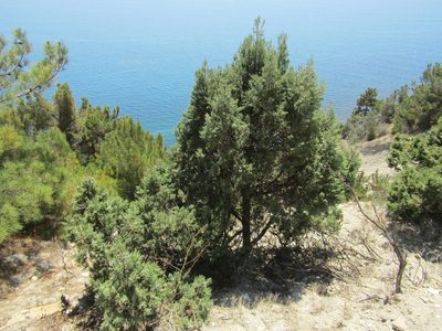 Juniperus excelsa, photographed by Andrew Bazdyrev