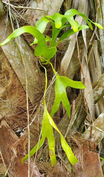 Cheiroglossa palmata, photographed by Laura Gaudette