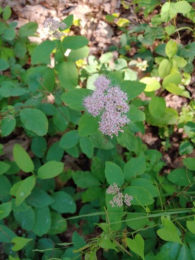 Spiraea corymbosa, photographed by stinger