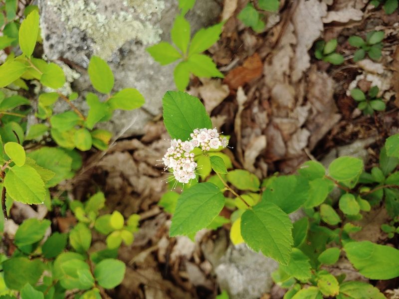 Spiraea corymbosa, photographed by stinger