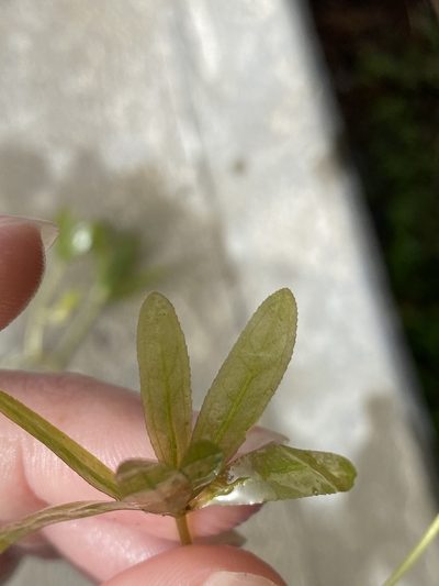 Halophila engelmannii, photographed by Lexi Amico