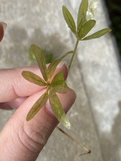 Halophila engelmannii, photographed by Lexi Amico
