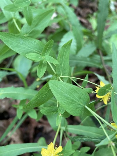 Hypericum pseudomaculatum, photographed by Hill Craddock