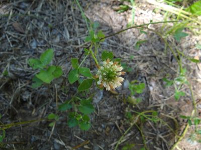 Trifolium vessiculosum, photographed by Nathan May