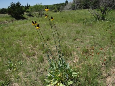 Rudbeckia maxima, photographed by Nathan May