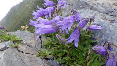 Campanula dasyantha, photographed by Yoshimasa Uchiyama