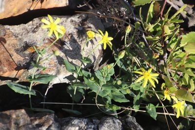 Othonna perfoliata, photographed by Tony Rebelo