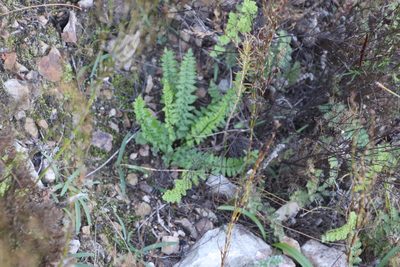 Namaquapteris hastata, photographed by Tony Rebelo