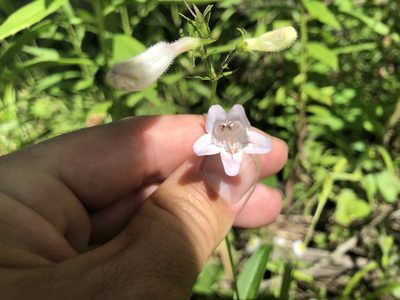 Penstemon calycosus, photographed by Mike B