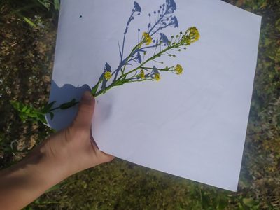 Neslia paniculata, photographed by Adilya Galeeva