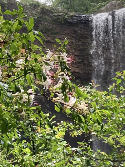 Rhododendron arborescens, photographed by Hill Craddock