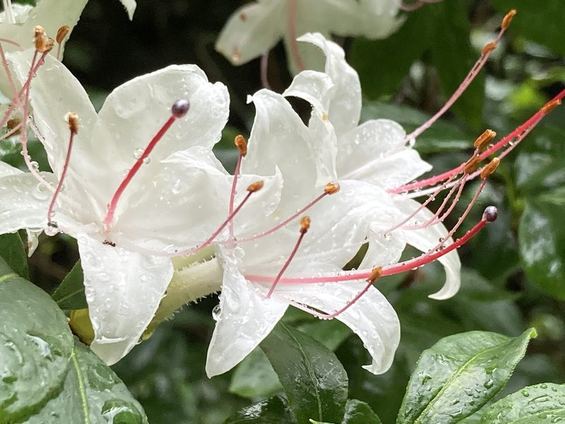 Rhododendron arborescens, photographed by Hill Craddock