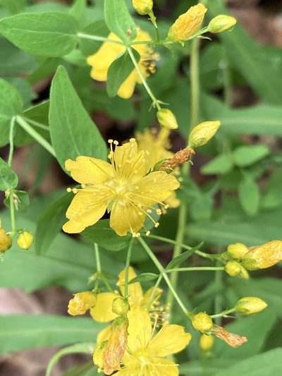 Hypericum pseudomaculatum, photographed by Hill Craddock