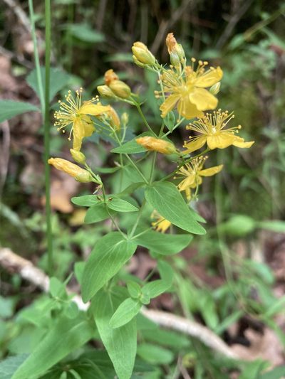 Hypericum pseudomaculatum, photographed by Hill Craddock
