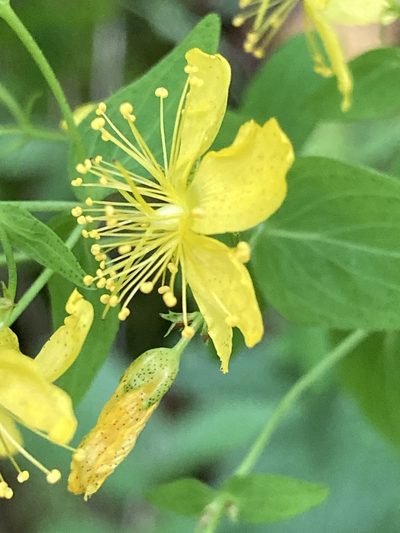 Hypericum pseudomaculatum, photographed by Hill Craddock