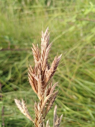 Bromus lanceolatus, photographed by Yves Bas