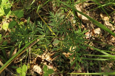 Silphiodaucus prutenicus, photographed by nina_nesterova