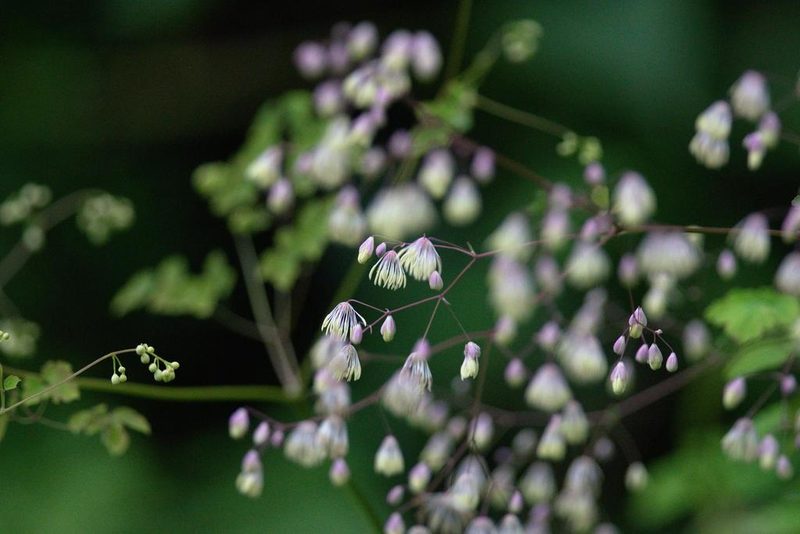 Thalictrum foliolosum, photographed by Ramnarayan K