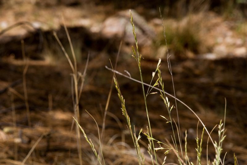 Festuca arizonica, photographed by Cecelia Alexander