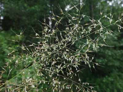 Apera spica-venti, photographed by Christian Berg