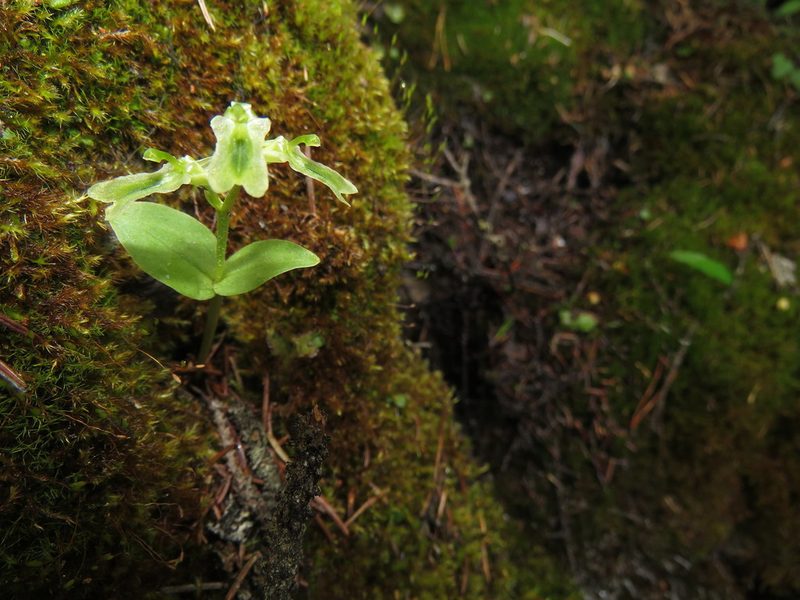 Neottia borealis, photographed by James Telford