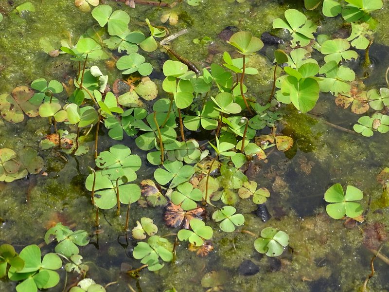 Marsilea quadrifolia, photographed by Christian Berg