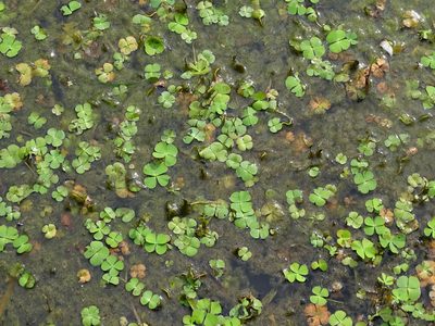 Marsilea quadrifolia, photographed by Christian Berg