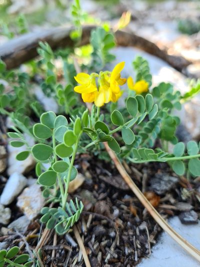 Coronilla vaginalis, photographed by Jacek Pietruszewski