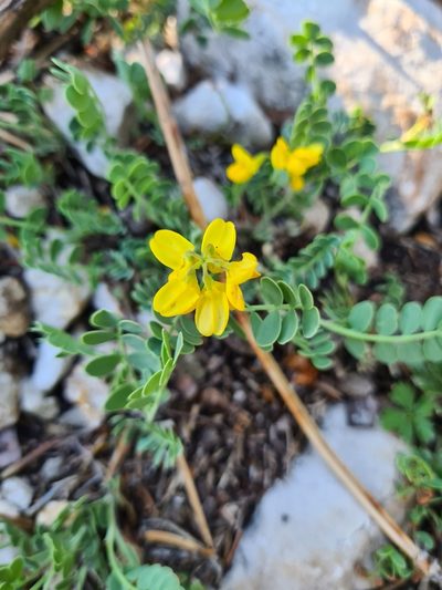 Coronilla vaginalis, photographed by Jacek Pietruszewski
