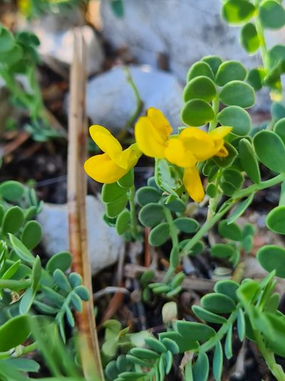 Coronilla vaginalis, photographed by Jacek Pietruszewski