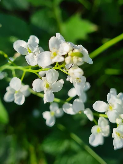 Peltaria alliacea, photographed by Jacek Pietruszewski