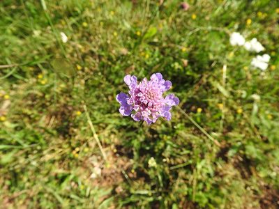 Scabiosa triandra, photographed by Francesco Cecere