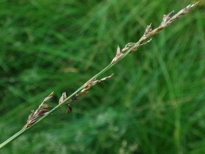 Carex elongata, photographed by Christian Berg