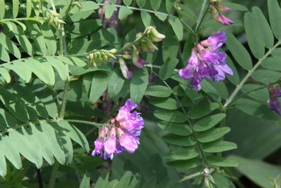 Vicia cassubica, photographed by Maxim Shashkov